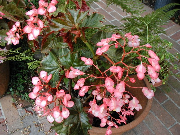 B. ‘Kent Brandon’